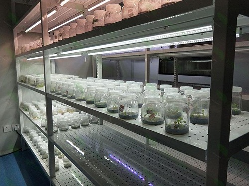 白河植物组织培养实验室设计建设方案